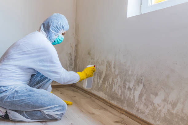 Licensed Mold Removal service in Mount Airy, GA - WQB Mold Removal
