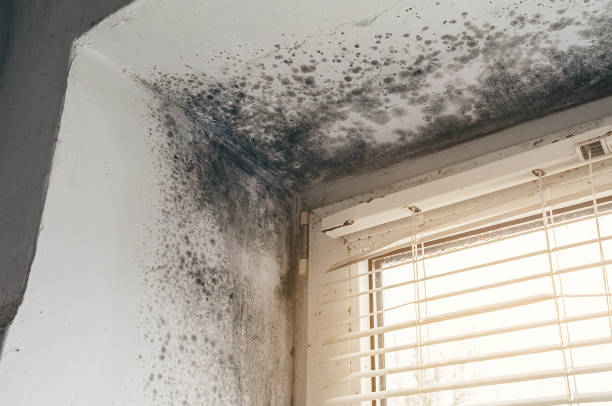 Affordable Mold Removal solutions in Mount Airy, GA