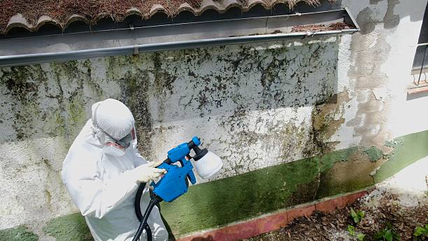 Top rated local Mold Removal specialists in Mount Airy, GA